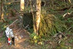 Survival Training